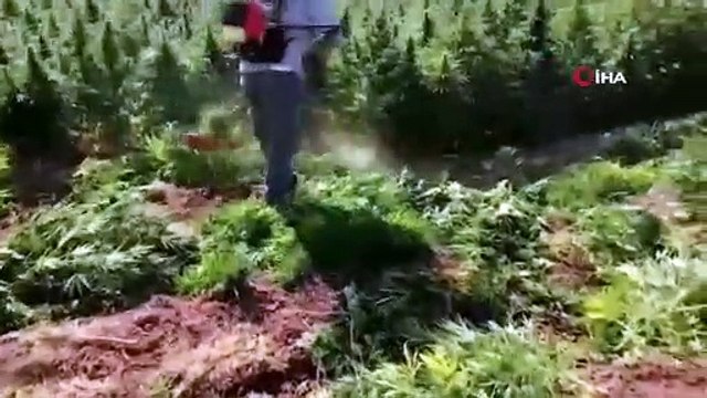 Jandarma Narko - Terörizim operasyonlarında 32 milyon 513 bin 793 kök kenevir bitkisi imha etti