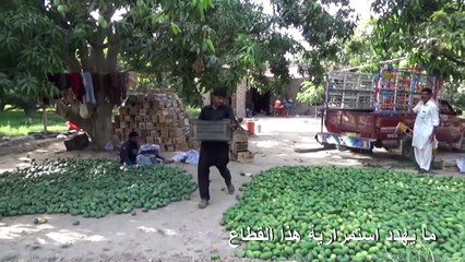 استمرارية زراعة المانغا في باكستان مهددة بعد سنة كارثية بسبب كورونا