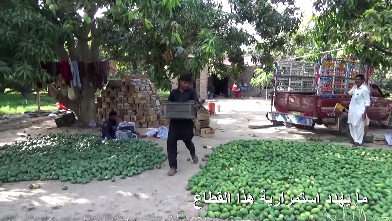 استمرارية زراعة المانغا في باكستان مهددة بعد سنة كارثية بسبب كورونا