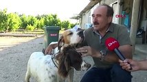 O çiftçi köpeklerini traktöre neden bağlayarak götürdüğünü açıkladı