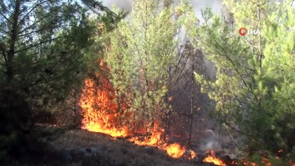 Orman yangını kontrol altına alındı