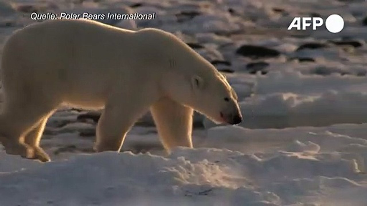 Klimawandel könnte Eisbären bis 2100 aussterben lassen