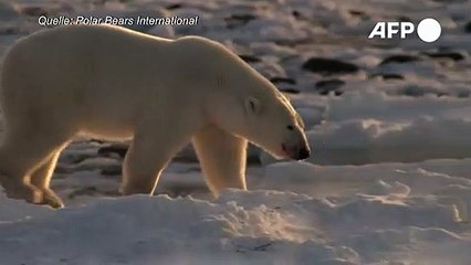 Klimawandel könnte Eisbären bis 2100 aussterben lassen