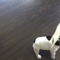 French Bulldog Puppy Playing - Cutest Thing ever