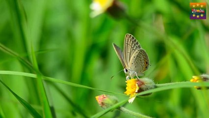 Boka pakhi apon cinli na