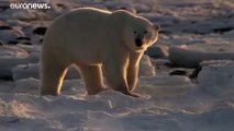 Salviamo gli orsi polari. A rischio estinzione entro il 2100