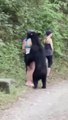 Un ours fait une belle frayeur à cette touriste