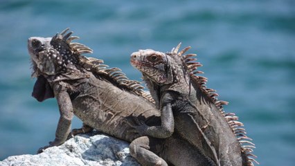 What Do Lizards Eat?