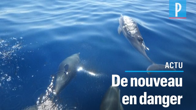 Avec le retour des plaisanciers, les cétacés en danger en Méditerranée