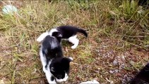 Two Kittens Black Playing In the Backyard Biting and Chasing Each Other
