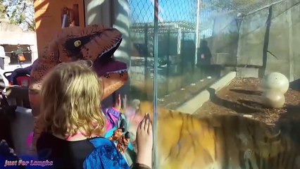 Videos Graciosos de Animales Atacando Personas