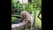 Cute Animals - Cute animals  baby  Compilation  Videos - very Awesome  moment of the animals.21