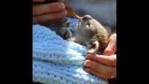 Cute Animals - Cute animals  baby  Compilation  Videos - very Awesome  moment of the animals.17