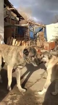 SAFKAN KANGAL KOPEGi - QUALiTY PURE BRED KANGAL DOG