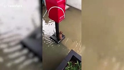 Heartwarming moment lost puppy is found sheltering under post box during storm flood