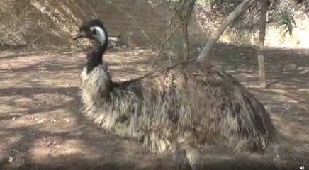राजस्थान में पल रहा ऑस्ट्रेलिया का राष्ट्रीय पक्षी एमू, लोगों के साथ शान से खिंचवाता है सेल्फी