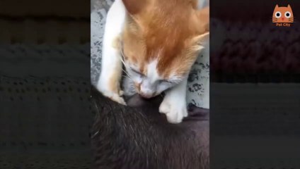 Videos divertidos de gatos trata de no REIRTE