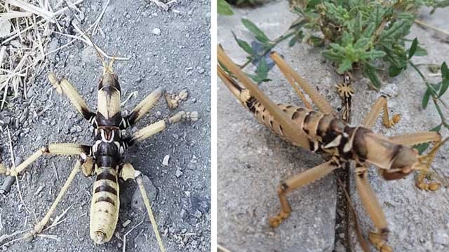 Tunceli'de, etçil 'Çağaboğan' çekirgesi görüldü