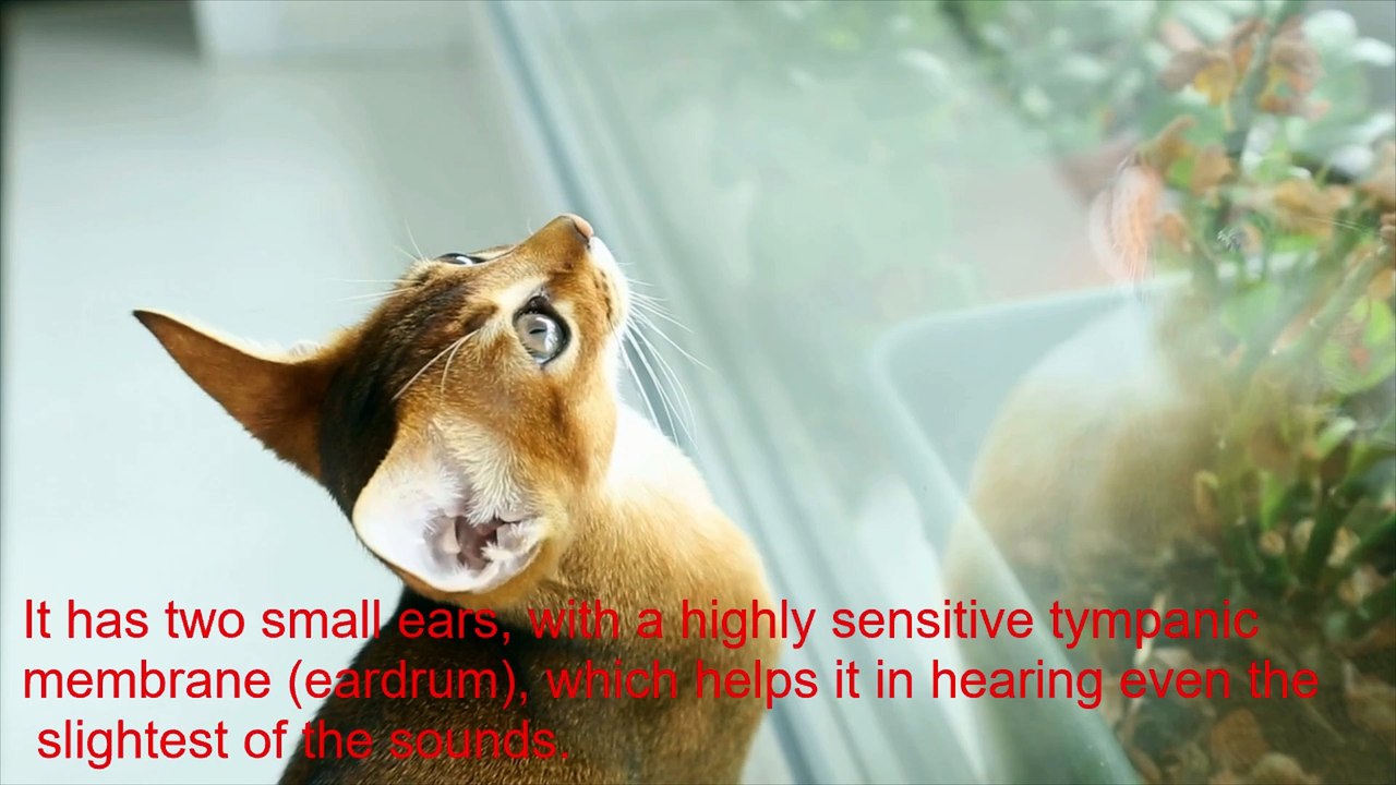 CAT ESSAY