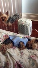 さゆりさんは、寒がりだから温風機の前でじっとしてます。Sayuri stays in front of the warm air blower because it is cold.20161128