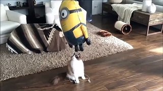 crazy cats and dogs funny videos 2020