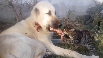 YOK BOYLE BiRSEY COBAN KOPEGi ve KEDi SABAH KAHVALTISI - SHEPHERD DOG and CAT BREAKFAST