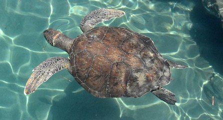 Download Video: Caretta carettaların ‘koronavirüs’ özgürlüğü