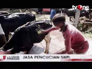 Jasa Pencucian Sapi Marak Jelang Hari Raya Kurban
