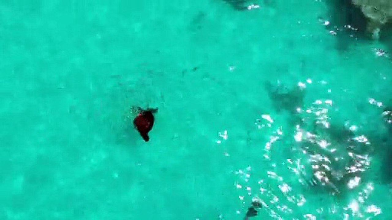 Fish