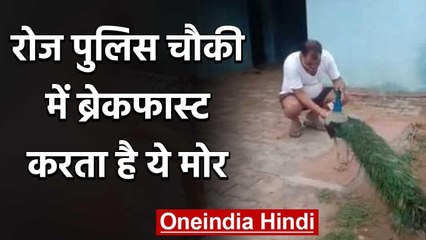 Rajasthan में हर रोज पुलिस चौकी में ब्रेकफास्ट करता है मोर, नमकीन खाने का है शौकीन | वनइंडिया हिंदी