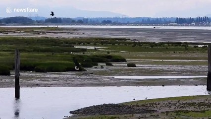 Battle of the skies! Crow saves heron from bald eagle attack