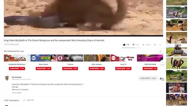 Giant Python kills, Leopard Cub when, Mom Leopard hunting Deer , Hunting On The Desert ,North American