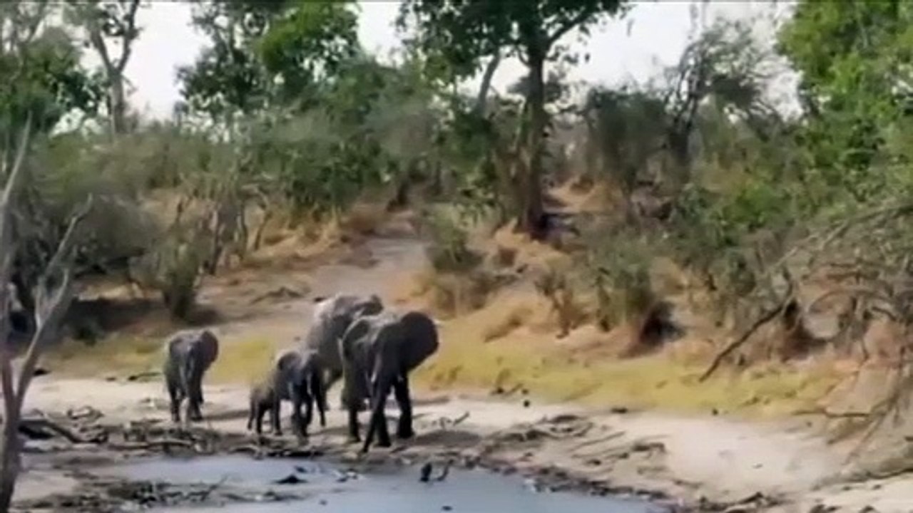 Help Mother Elephant ,Giving Birth In The, Wild  Best Moment ,Animals Fight Powerful ,Lion vs Elephant