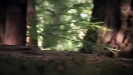 Hero  Mother Bear ,Save Baby Bear ,From Lion Leopard ,Cheetah Attack  ,Animals Save Another ,Animals
