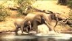 Hero Elephant, Save Baby From, Crocodile Hunt, . Elephant vs Alligator,  Aniamals Save Another ,Animals