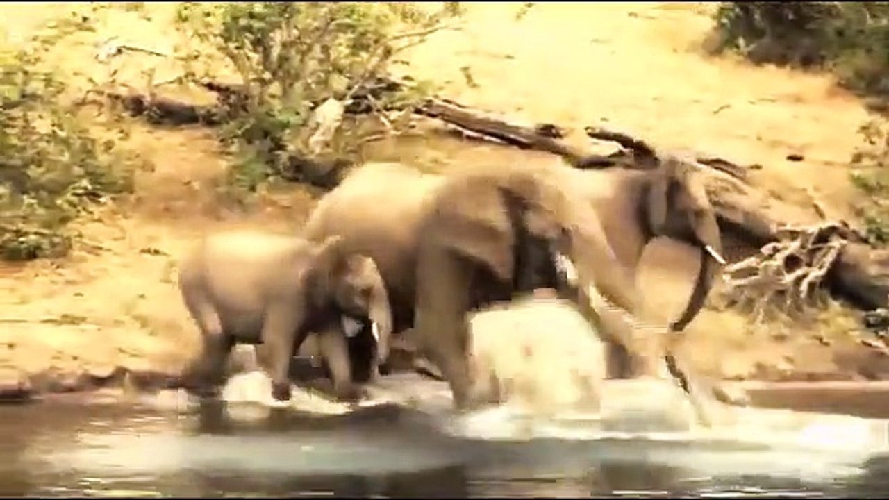 Hero Elephant, Save Baby From, Crocodile Hunt, . Elephant vs Alligator,  Aniamals Save Another ,Animals