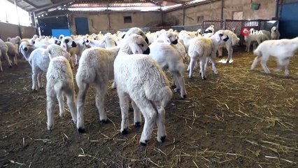 Aksaray’dan canlı hayvan ihracatı ve ithalatı başladı