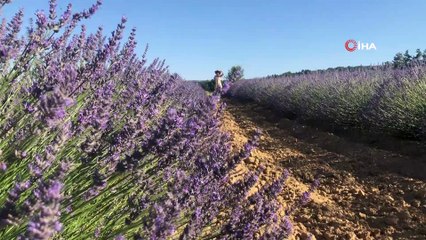 Köylüler yeni gelir kapısı 'lavanta' sayesinde refaha ulaşmayı hedefliyor