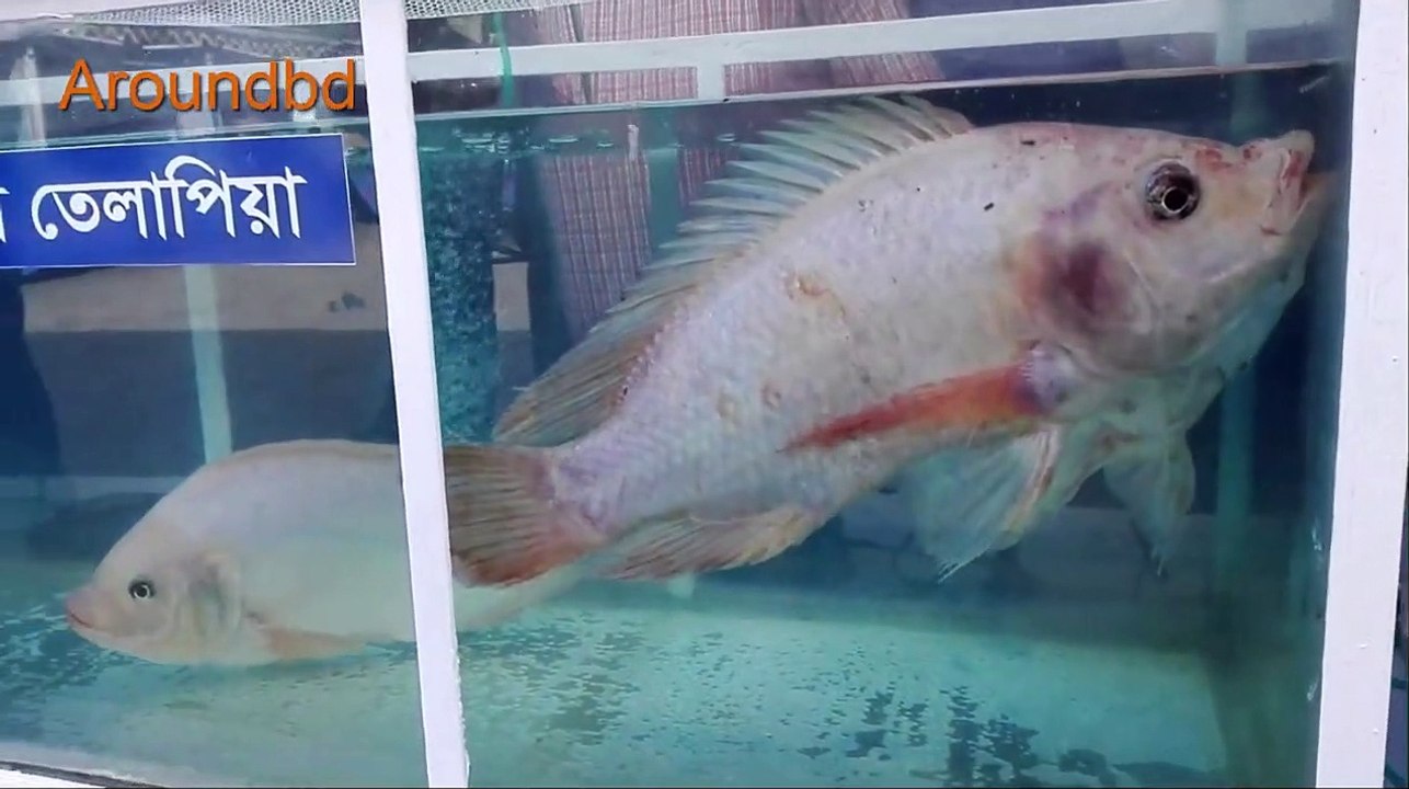 Amazing 40kg Big Fish in Glass house - Amazing Big Fish in The World  40 KG Big Fish
