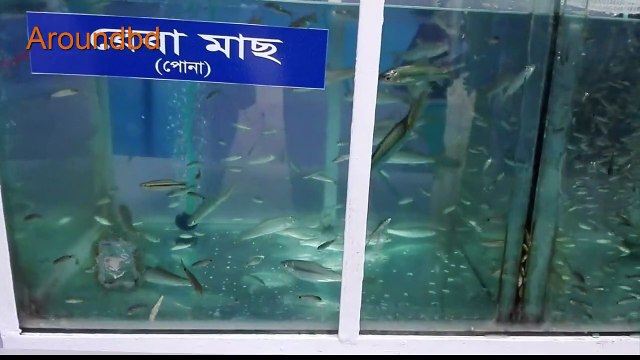 Amazing Big Fish Top Fishing videos - Amazing Big Fish in The World