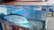 Amazing Big Fish in Glass - Top Fishing videos in world - Amazing Big Fish in The World