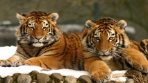 India ने Tigers की गिनती में बनाया गिनीज वर्ल्ड रिकॉर्ड, बढ़ी आबादी  | Tiger Count In India | Boldsky