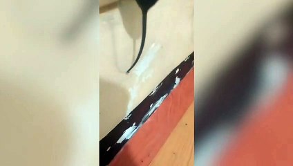 Mouse Gets Stuck In Internet Wall Port