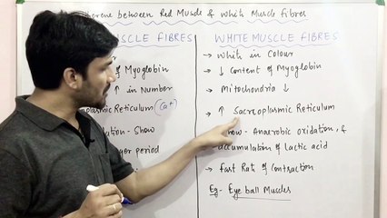 Télécharger la video: LOCOMOTION & MOVEMENT CHAPTER:PART-14 Difference between Red & White Muscle Fibers CBSE/NEET/ Class11th