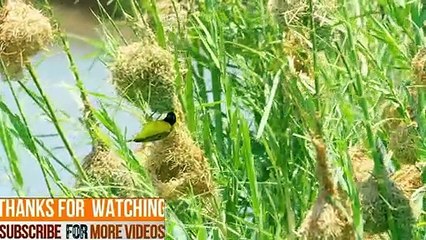 HD African Wildlife Documentary   Zimbabwe, Africa