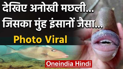 Viral Pic : देखिए अनोखी मछली, जिसका मुंह इंसानों जैसा | वनइंडिया हिंदी