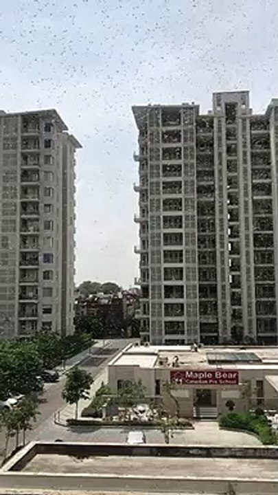 राजधानी लखनऊ के आवासीय क्षेत्र में भी पहुंचा टिड्डी दल