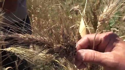 Afyonkarahisarlı çiftçi, adını bilmediği verimi yüksek bir avuç buğdayı Türkiye'ye yaymak istiyor