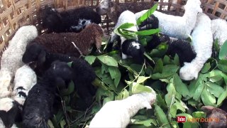 baby sheepput into the cage sheep farm