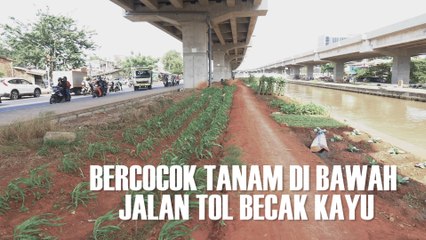 Warga Manfaatkan Lahan Kosong di Kolong Tol Becakayu dengan Bercocok Tanam